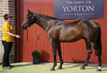 Der Protectionist-Sohn brachte 55.000 Pfund. Foto: Goffs